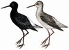Птицы околоводных биоценозов