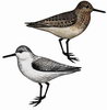 Птицы околоводных биоценозов