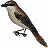 Птицы закустаренных биоценозов