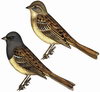 Птицы закустаренных биоценозов