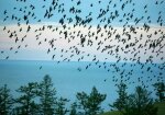 Иркутская область - гибель птиц на острове Ольхон