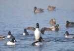 Иркутская область – экологи просят губернатора запретить весеннюю охоту на птиц