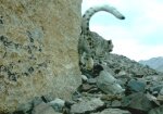 Республика Бурятия - ученые обнаружили ирбиса в Восточных Саянах
